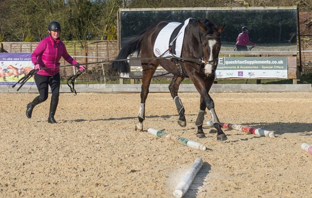 Training Techniques for Racehorses